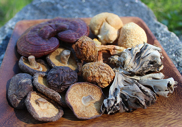 12 Mushrooms and Herbs To Deal With Asthma