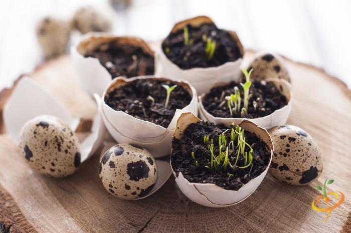 Revealed: The Top 11 Easiest Medicinal Herb Seeds You Can Grow At Home!